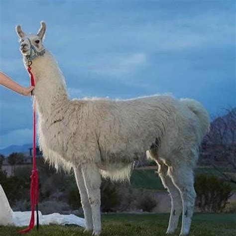 During your Llama Walk, you will trade llamas with the other guests approximately every 10 minutes, until you have walked, photographed and fed all the llamas! This 2-hour, unforgettable llama encounter costs $60 per person (plus a $3.60 processing fee). 